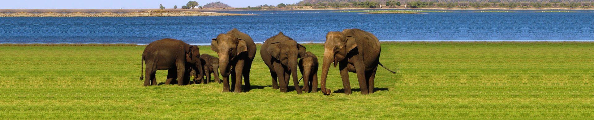 Check elephants in Sri Lanka with Nature Package from the finest Travel Agents in Sri Lanka